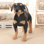 Black And Tan Coonhound Stuffed Animal