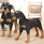 Black And Tan Coonhound Stuffed Animal