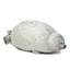 Fat Seal Stuffed Animal