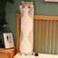 Giant Pillow Stuffed Animal 50cm 20in grey cat