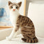 Realistic Cat Stuffed Animals Rayé 2 40cm 16in