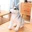 Siberian Husky Dog Stuffed Animal 78cm 31in sit