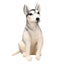 Siberian Husky Dog Stuffed Animal
